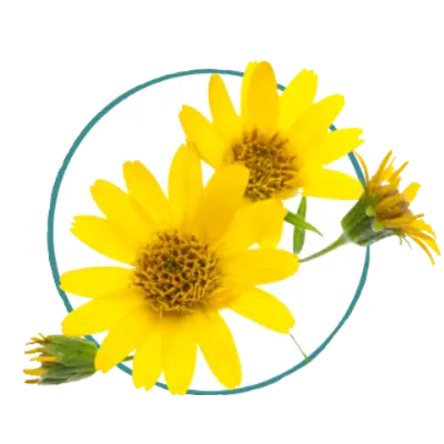 Arnica Montana